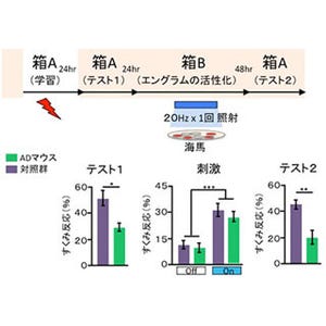 アルツハイマー病患者は記憶を失うのではなく思い出せないだけ? - 理研