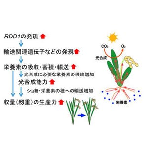 生物研、イネの栄養吸収と蓄積を促進させる遺伝子を発見