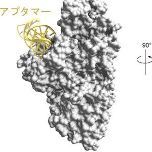 東大、肺線維症の原因タンパク質の働きを阻害する核酸医薬を開発