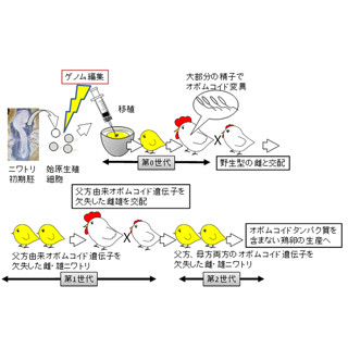 産総研、アレルゲン遺伝子を欠失したニワトリを作製