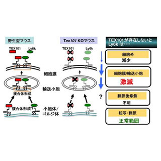 順天堂大、精子が正常に機能するために重要なタンパク質の働きを解明