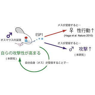 メスの性行動促すフェロモン、オスには別効果 - 東大など