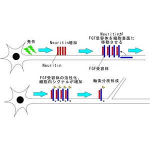 医学研など、側頭葉てんかんにおける軸索の異常分枝のメカニズムを解明