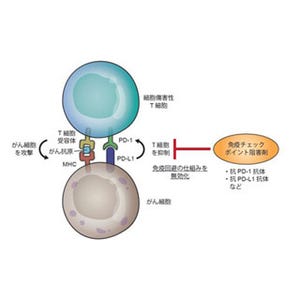 がんの免疫チェックポイント阻害薬の効果を予測するマーカー - 京大ら発見