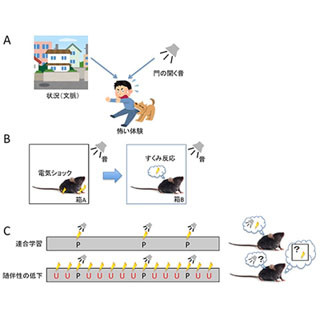 記憶の手がかりの曖昧さは脳内の扁桃体に蓄積される - 理研