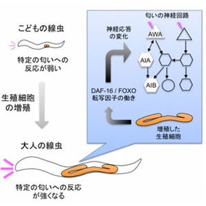 生殖細胞を持たない大人の線虫は、匂いの好みが子どものまま - 九大