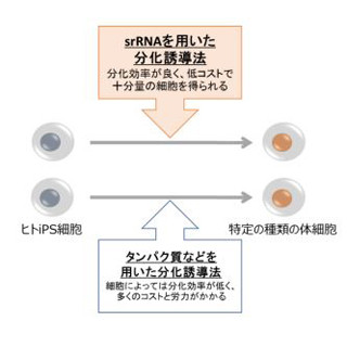 リプロセル、srRNAを用いた分化誘導法の開発で京大iPS細胞研究所と共同研究