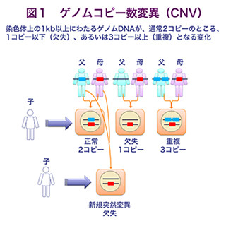 名大、統合失調症の発症に関わるゲノムコピー数変異を患者の約9％で同定