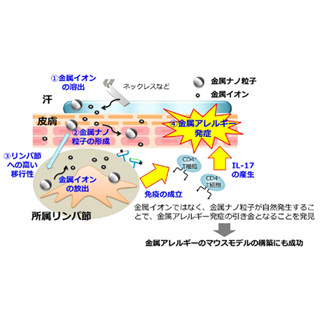 金属アレルギーの発症には金属ナノ粒子が関与 - 阪大がマウスで確認