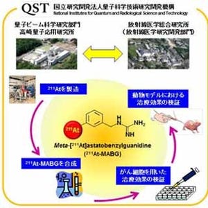 α線でがん細胞を狙い撃ち - 量研機構、新たな治療薬剤で腫瘍が大幅縮小