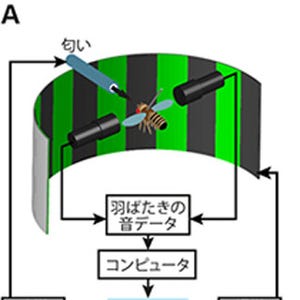 理研、ハエの神経活動から匂いの好き嫌いを解読する数理モデルの作成に成功