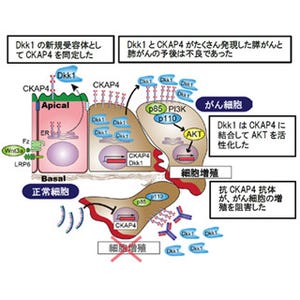 阪大、膵がん・肺がんの細胞増殖を促進するDkk1の新たな受容体を同定