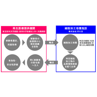 東京医大など、自家細胞移植による毛髪再生医療確立に向けた臨床研究を開始