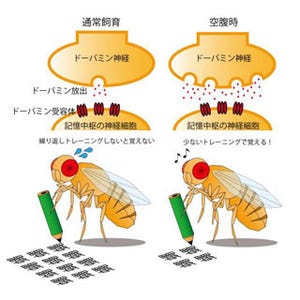 空腹時のほうが効率的に学習できる? - 「第39回 日本神経科学大会」開幕