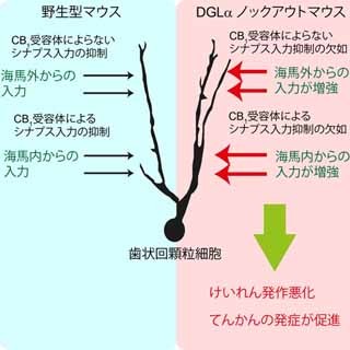 脳内マリファナの一種がてんかんを抑制する - 東大がメカニズムを解明