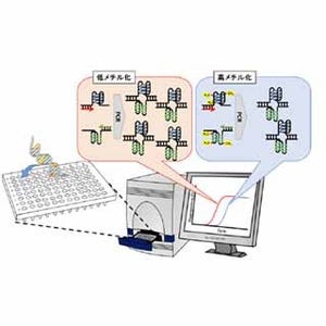 四重鎖DNAはメチル化によりPCR増幅効率減少、がん診断応用に期待 - 工科大