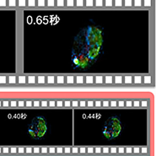 東大、生きて動くミドリムシ細胞に含まれる分子のイメージングに成功