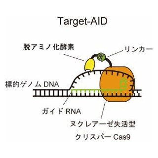 神戸大など、新たなゲノム編集技術を開発 - DNAを切断せずに改変可能