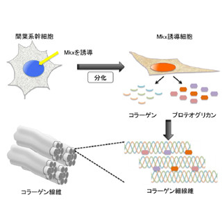 TMDU、椎間板線維輪の形成に必要な遺伝子を発見 - 再生医療への応用に期待