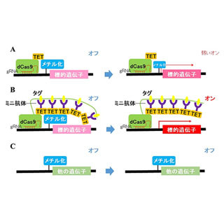 CRISPR/Casゲノム編集の応用で狙った遺伝子のみのスイッチをONに - 群馬大