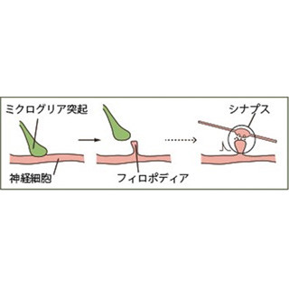 ミクログリア細胞が脳神経回路形成に重要な役割 生理学研と山梨大が解明