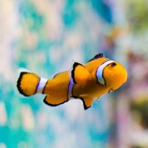 撮り始めると意外にハマる「水族館」での写真撮影＆加工テクニック