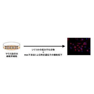 東北大、体細胞を生殖細胞に近づける新たな細胞培養手法を開発