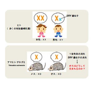 Y染色体なくてもオスになる謎を解明 北大が遺伝子を特定