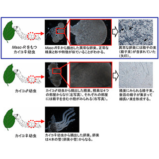 メスなのに精子をつくるカイコ - 東大が作出に成功