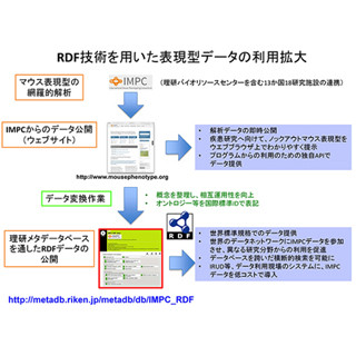 理研、ノックアウトマウスの表現型データ115万件をRDFで公開