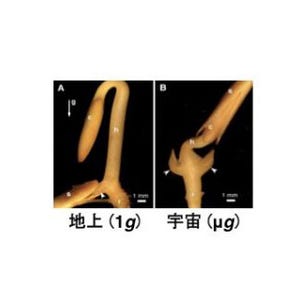 東北大とJAXA、キュウリ芽生えの宇宙実験でオーキシンの動きを明らかに