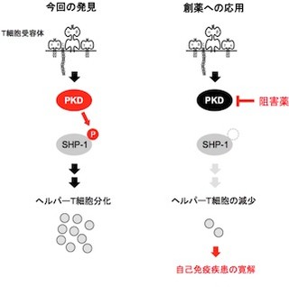 ヘルパーT細胞の分化にはプロテインキナーゼDが必須 - 九大発表