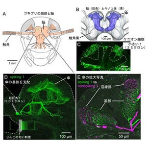 ゴキブリの記憶中枢の興奮状態は巨大な神経が支配 - 北大発表