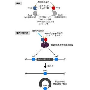 東大、生体外からの光照射でDNA組換え反応をコントロールできる技術を開発