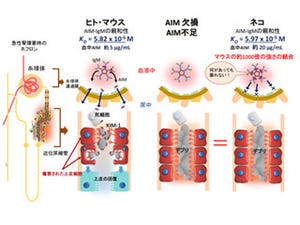 猫の腎不全の治療法の開発に期待 - 東大が原因を解明