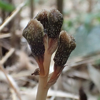 光合成をせず、花を咲かせることもやめた新種のラン科植物 - 神戸大が発見