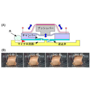 理研と東京電機大、ミミズの筋肉組織を利用した"ミミズポンプ"を開発