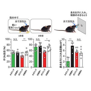 嬉しい体験と嫌な体験に対応した神経細胞は互いに抑制し合う - 理研