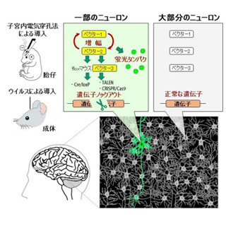 単一神経細胞の標識と同時に遺伝子をノックアウトできるシステム - 遺伝研