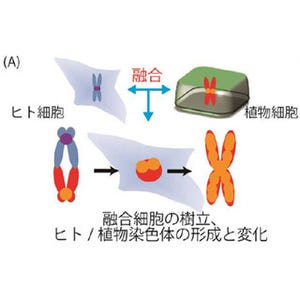 植物染色体を持つヒト細胞!? - 阪大、ヒトと植物の細胞融合に成功