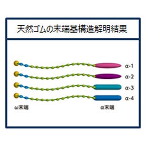 住友ゴム、パラゴムノキより採取された天然ゴムの末端基構造を解明