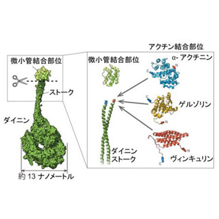 NICT、自然界にある分子モジュールから人工的な生物分子モーターを創出