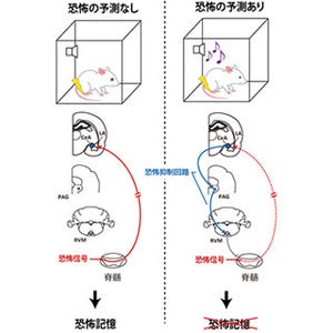 理研、過剰な恐怖記憶の形成を防ぐ脳活動を発見