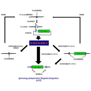 理研、CRISPR-Cas9システムを利用した新しい生体内ゲノム編集技術を開発