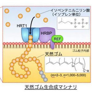 東北大、天然ゴムを試験管内で合成することに成功