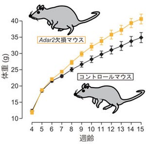 体内時計が生理機能リズムを生み出すにはRNA編集酵素ADAR2が必要 - 東大