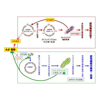 ミトコンドリアDNAを安定に保つことでアルツハイマー病の原因を抑制 - 九大