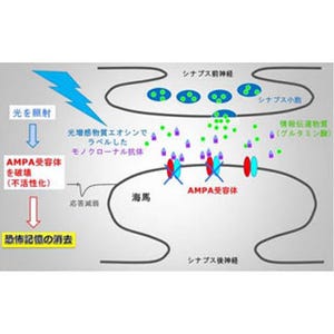 トラウマ記憶を光操作によって消去 - 横市大などが技術開発に成功