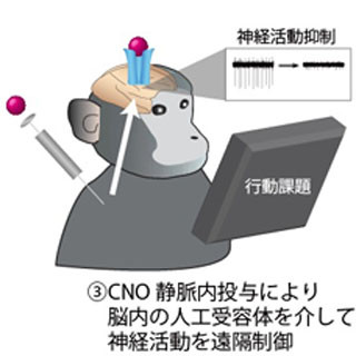 量研機構など、生きたサルの脳内で人工受容体を画像化する技術を確立