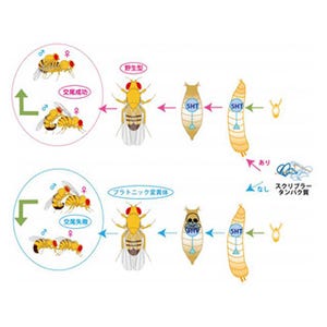 東北大、求愛ばかりしていて交尾をしないハエの謎を解明 - セロトニンが鍵